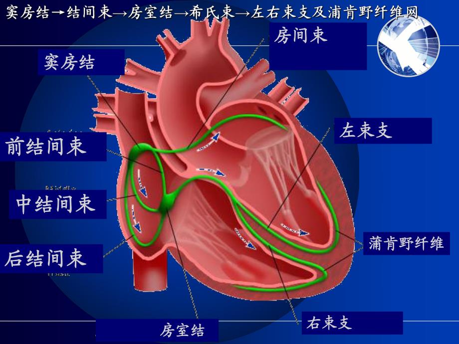 心律失常疾病患者护理.ppt_第2页