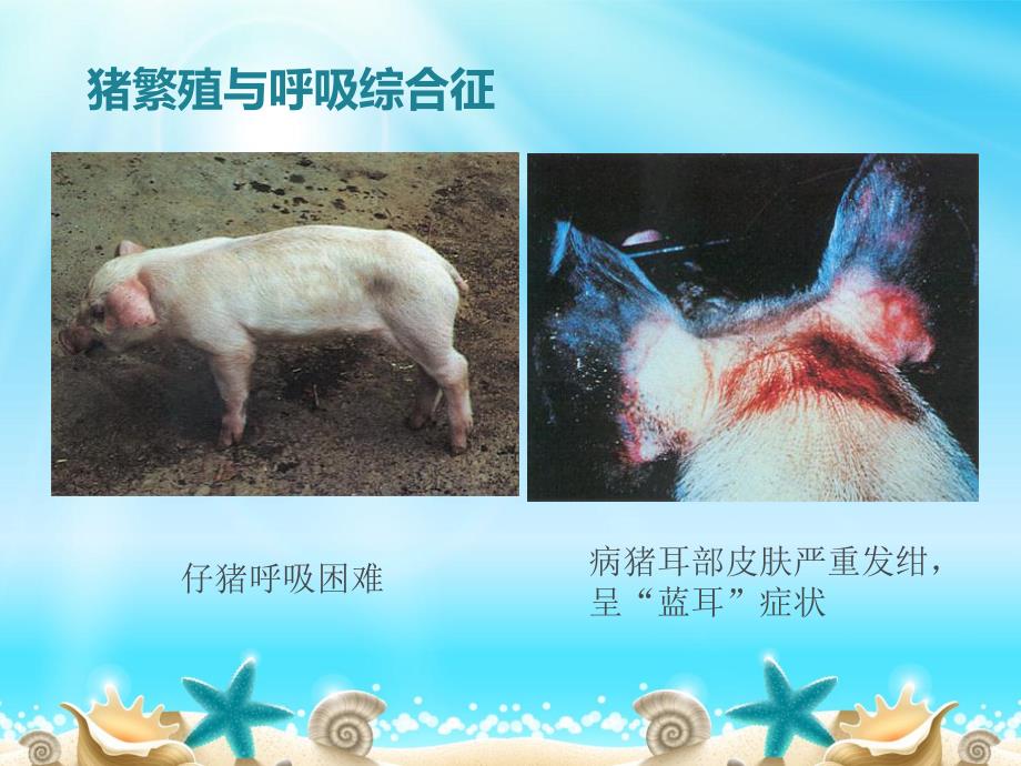 冬季猪场猪场常见病.ppt_第3页
